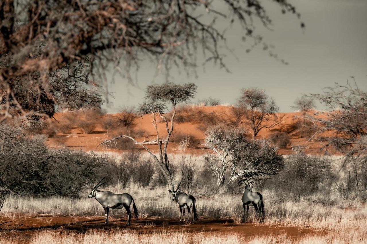 Bagatelle Kalahari Game Ranch Villa Hardap Luaran gambar